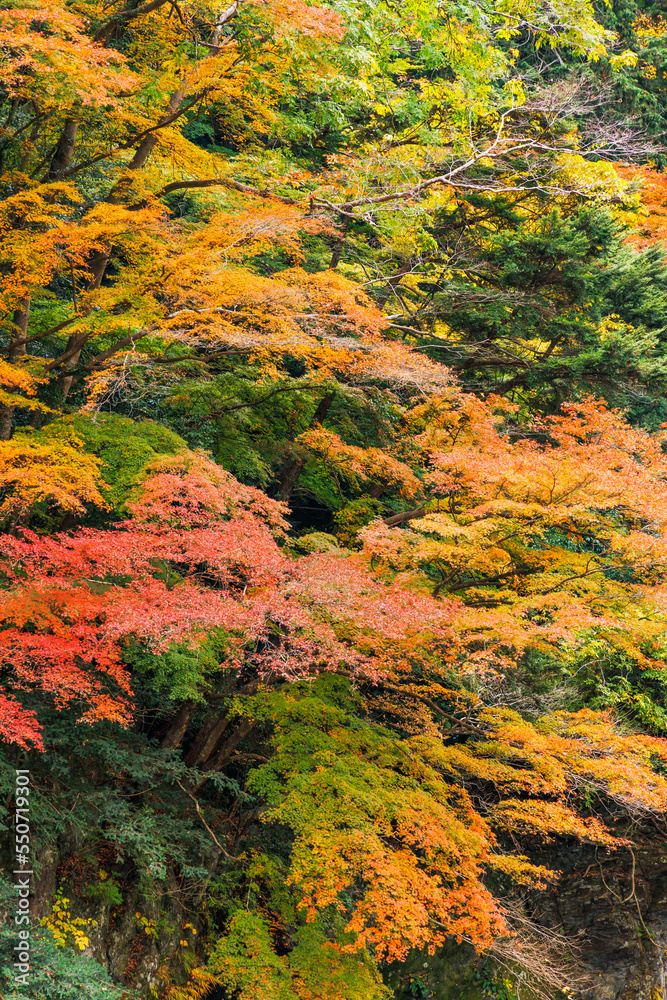 東京、奥多摩の綺麗な紅葉の景色