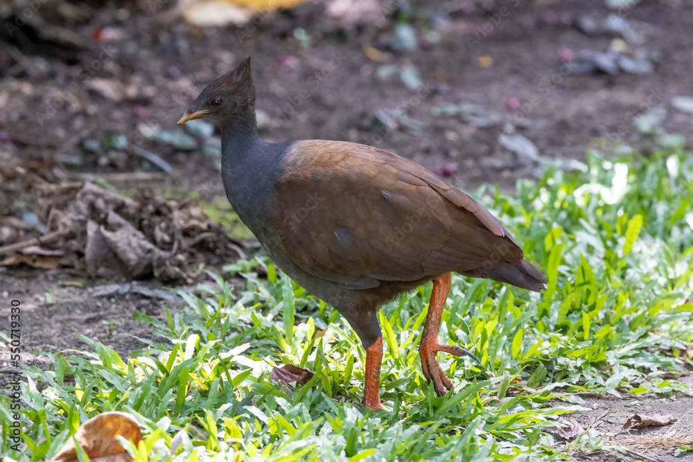 Australian Orange-footed Scrubfowl insearch of food Australian Orange-footed Scrubfowl insearch of food