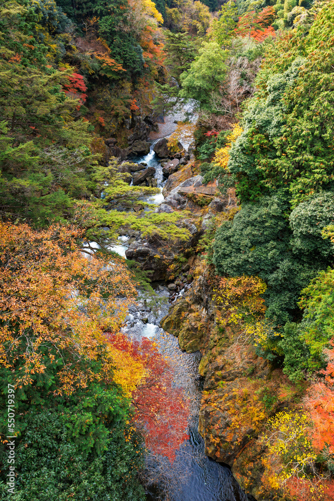 東京、奥多摩の綺麗な紅葉の景色