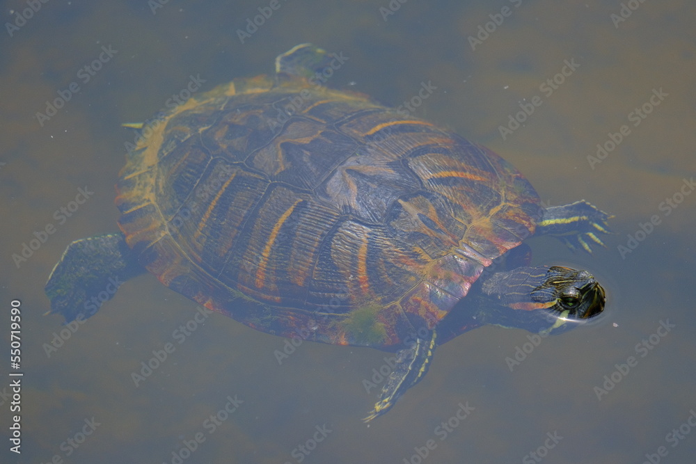 turtle on the water turtle on the water