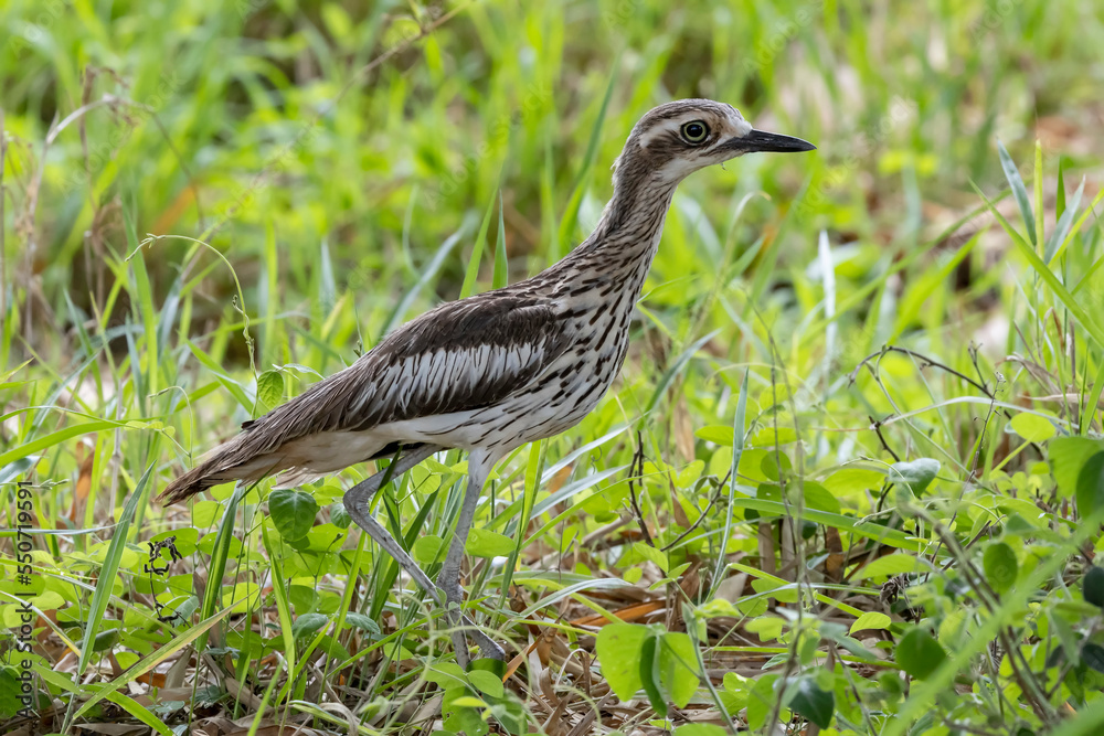 Australian Bush-Stone Curlew in grass Australian Bush-Stone Curlew in grass