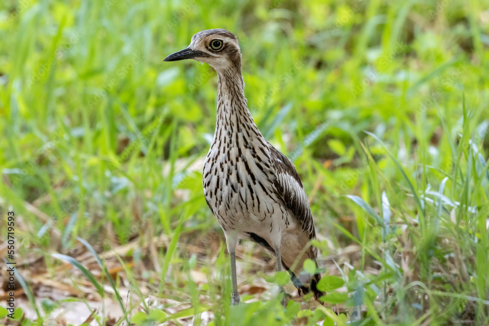 Australian Bush-Stone Curlew in grass Australian Bush-Stone Curlew in grass