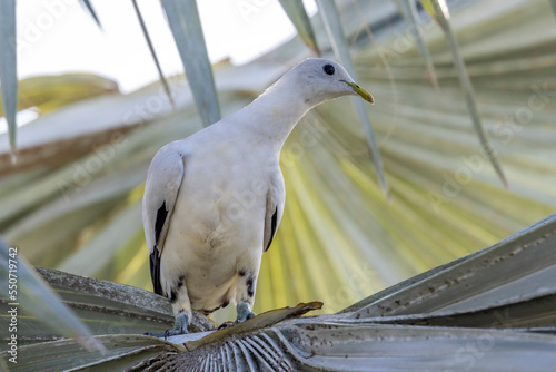 Torresian imperial pigeon resting in palm tree photo