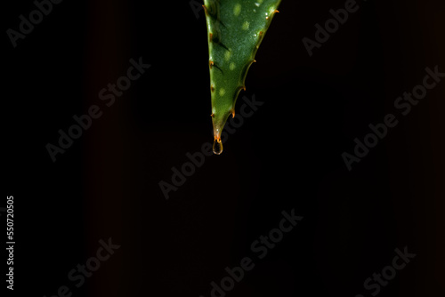 tip of a fresh Aloe Vera leaf pointing downwards