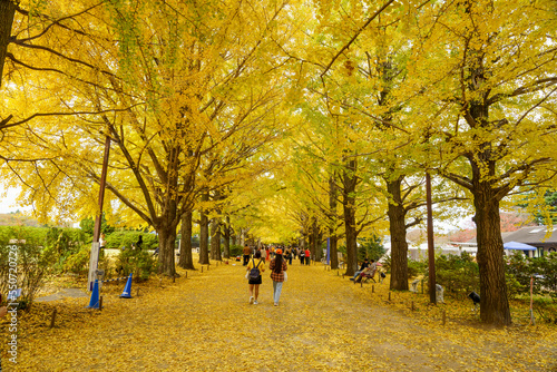 People with yellow ginkgo trees and yellow ginkgo leave the road at Ginkgo avenue Golden Autumn park in Japan © Dinusha