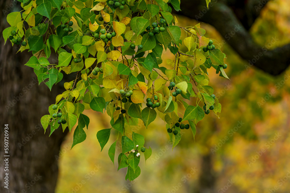 Autumn season color full leaf beautiful fresh natural background in a Japanese garden Autumn season color full leaf beautiful fresh natural background in a Japanese garden