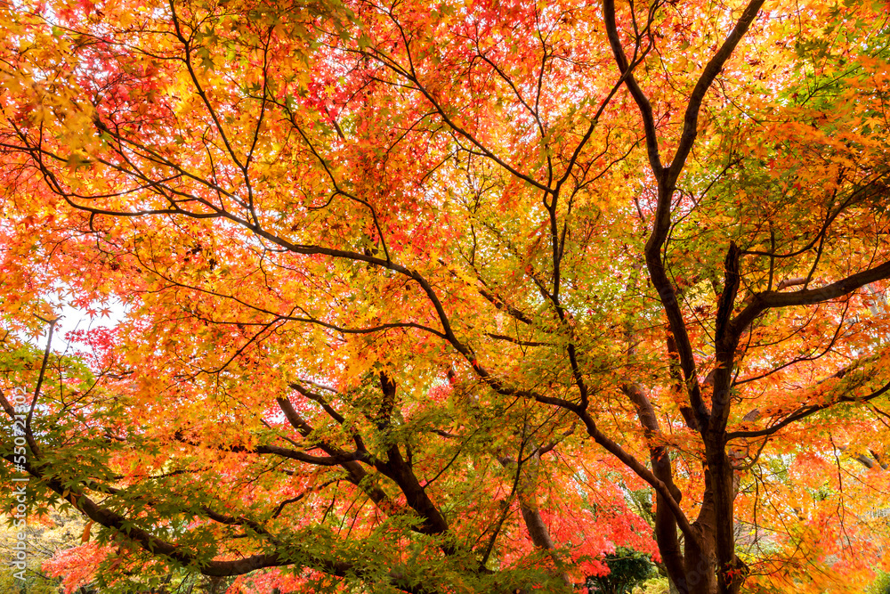 Amazing golden maples with red leaves. Japanese Maple Tree in Autumn with vivid colors in Japan garden. Dramatic mode nature background photography.