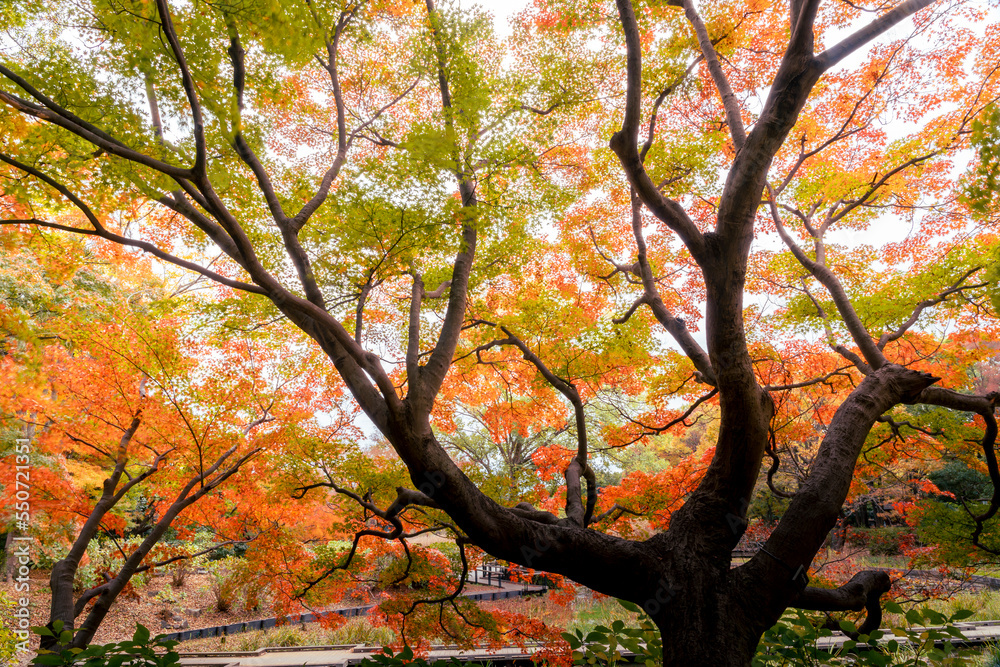 Amazing golden maples with red leaves. Japanese Maple Tree in Autumn with vivid colors in Japan garden. Dramatic mode nature background photography. Amazing golden maples with red leaves. Japanese Maple Tree in Autumn with vivid colors in Japan garden. Dramatic mode nature background photography.