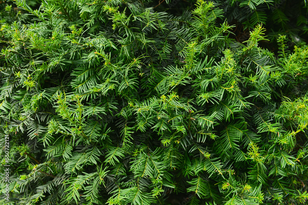 Green Yew bush as background