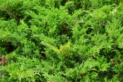 Beautiful Juniper bush as background