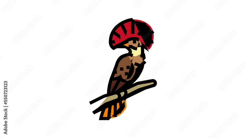 royal flycatcher bird exotic color icon animation royal flycatcher bird exotic color icon animation