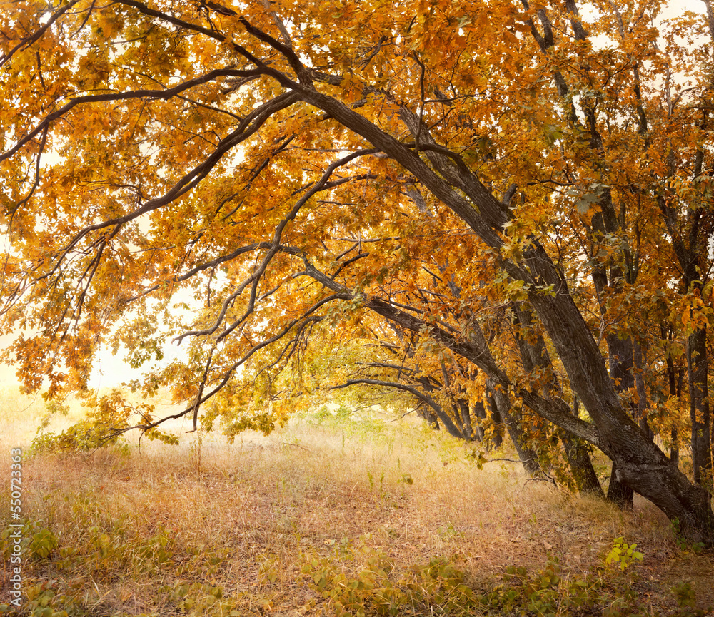 Obraz premium Row of oak trees yellowed in autumn time. Autumn background. 