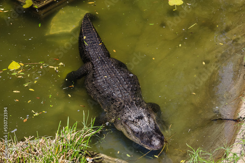 Big alligator in zoological...