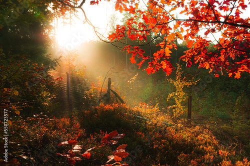 Jesienny wschód słońca w lesie o poranku z promieniami słońca © zmarcin