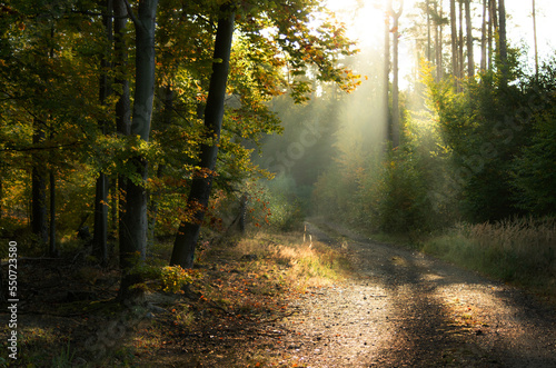 Jesienny wschód słońca w lesie o poranku z promieniami słońca © zmarcin