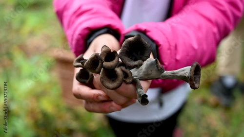 Girl holding freshly picked mushroom. Black chanterelle, black trumpet, trompette de la mort,  Craterellus cornucopioides. photo