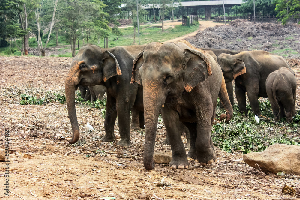 Obraz premium Elephants walk near the jungle in Sri Lanka in the Pinavella National Park.