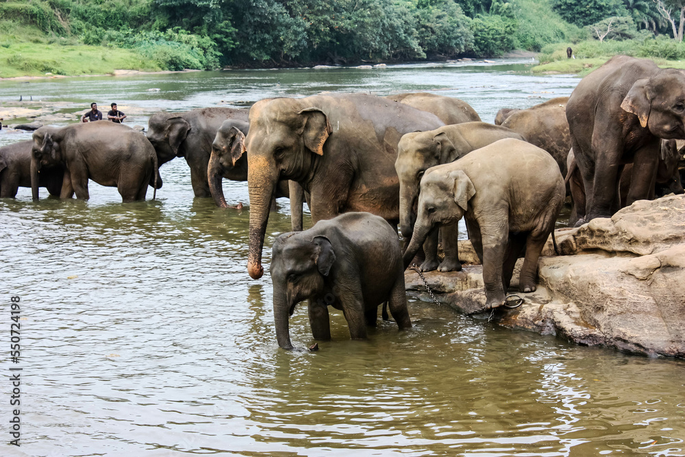 Elephants bathe in the river near the jungle in Sri Lanka's Pinawella National Park. Elephants bathe in the river near the jungle in Sri Lanka's Pinawella National Park.