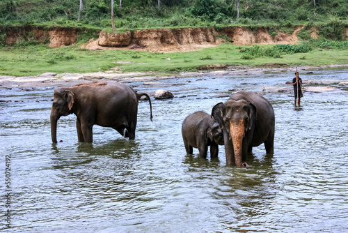 Elephants bathe in the river near the jungle in Sri Lanka's Pinawella National Park.