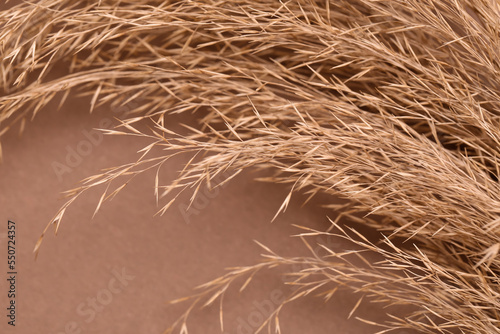Dried pampas grass on brown background  closeup