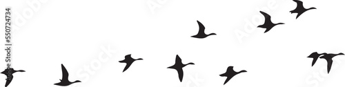 Fényképezés Flock of Ducks in Flight Silhouette