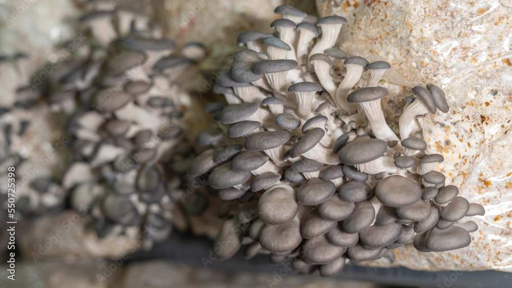 Close up of young oyster mushrooms grow on mushrooms farm, selective focus Close up of young oyster mushrooms grow on mushrooms farm, selective focus