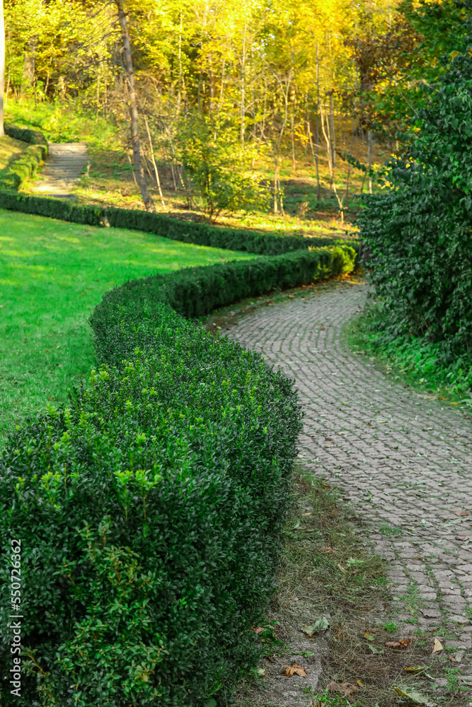 Obraz premium View of beautiful alley and green bushes in autumn park