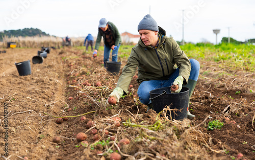 European man farmer harvesting ripe potatoes on field.