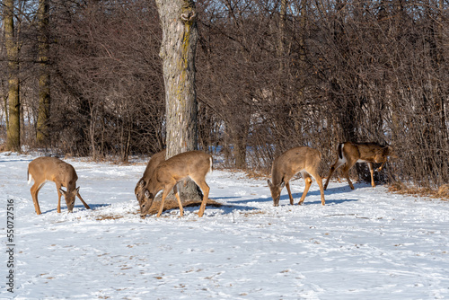 Fototapeta Naklejka Na Ścianę i Meble -  Urban White-tailed Deer In Winter Snow