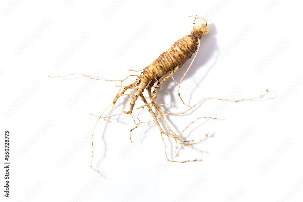 Wild Korean ginseng. Wild Ginseng has been used in best traditional medicine