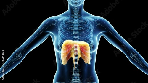 3d rendered medical animation of a woman's diaphragm while breathing