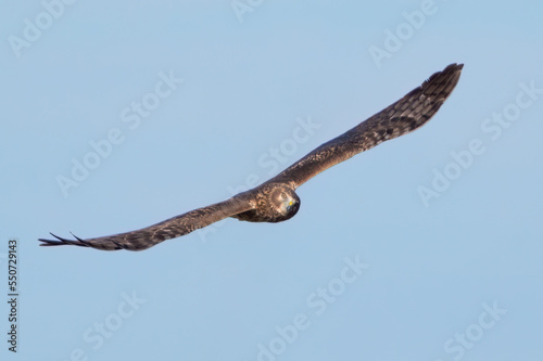 Northern Harrier photo