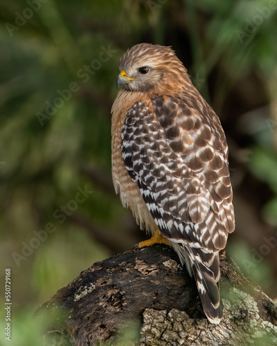 Red-shouldered Hawk