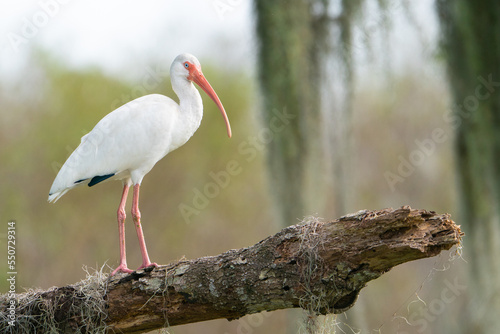White Ibis