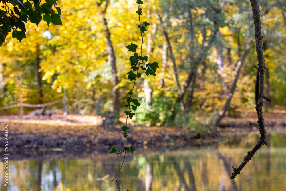 autumn in the forest