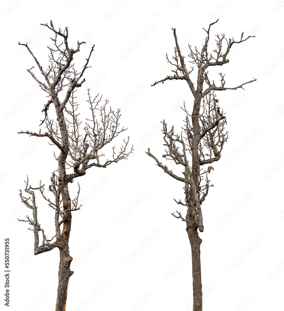 Fototapeta premium death tree with clipping path isolated on white background