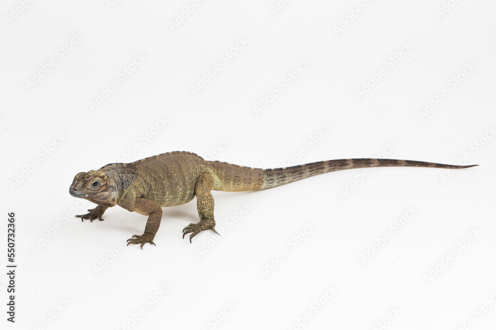 Fototapeta premium Hispaniolan Rhinoceros Iguana lizard Cyclura cornuta cornuta isolated on white background