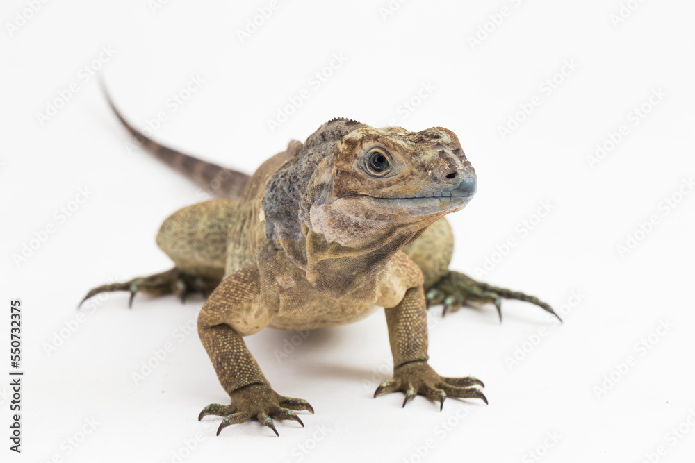 Naklejka premium Hispaniolan Rhinoceros Iguana lizard Cyclura cornuta cornuta isolated on white background