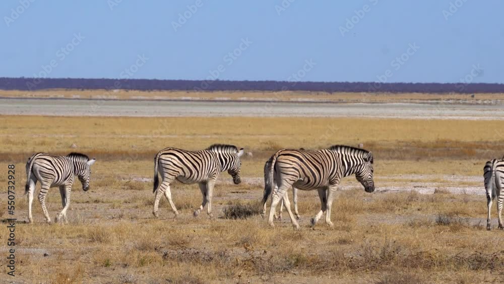 Zebras in Etosha National Park Zebras in Etosha National Park