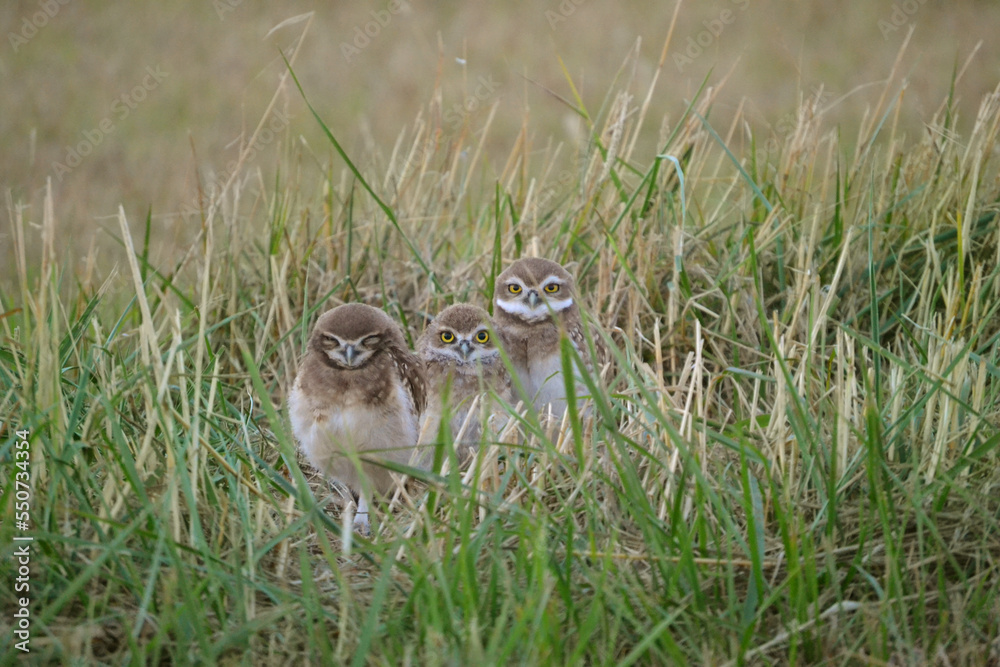 Hermanos Búhos Hermanos Búhos