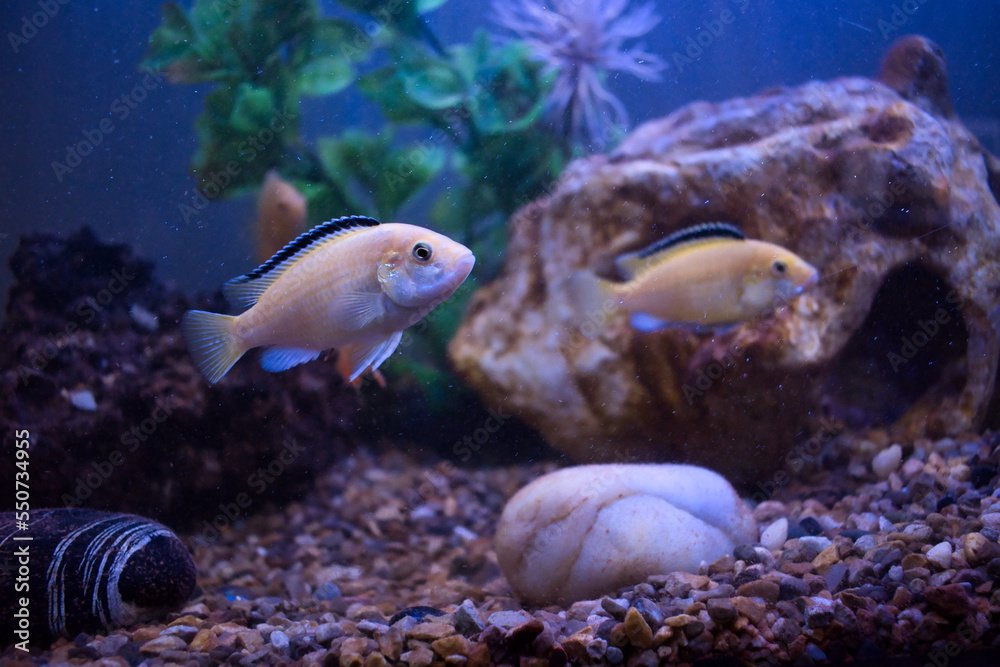 Fototapeta premium Lemon Yellow Fish in Aquarium (Yellow Prince Cichlid)