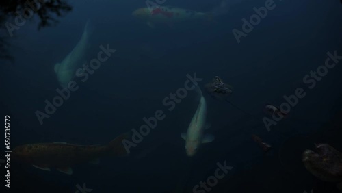 Carp fish in the dark water of the pond.Fish swims close-up in clear water.Beautiful water surface with fish.slow motion.  photo