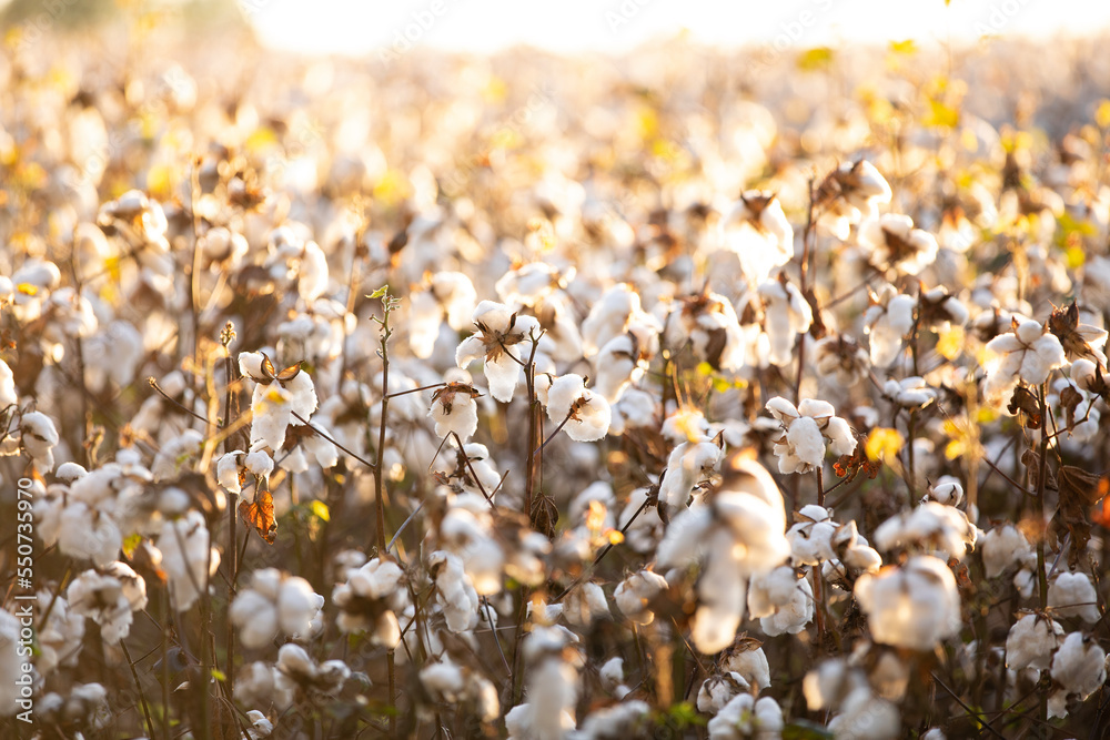 Cotton Field