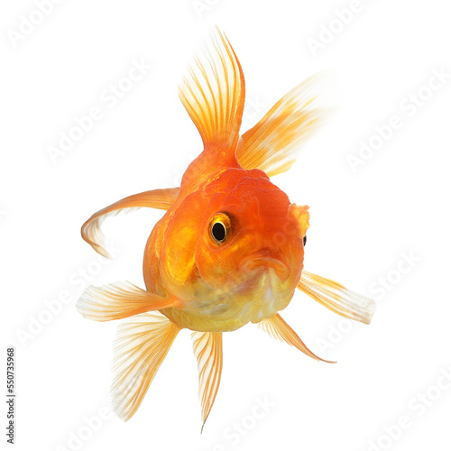 Photography gold fish isolated on  transparent png