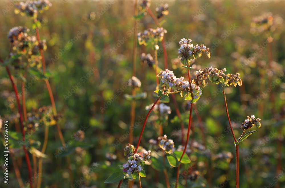Fototapeta premium Many beautiful buckwheat flowers growing in field on sunny day