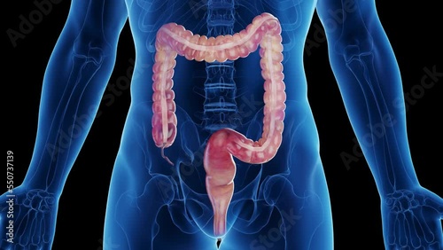 3d rendered medical animation of a man's large intestine