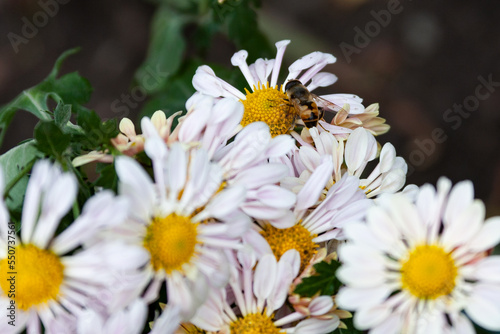 Bee on a white chamomile in the garden