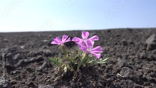 Boreal carnation (Dianthus repens) as pioneer plant on volcanic slag 12 years after volcanic eruption, groundling. Plant grows in typical conditions between rock outcrops and talus slopes. Kamchatka. photo