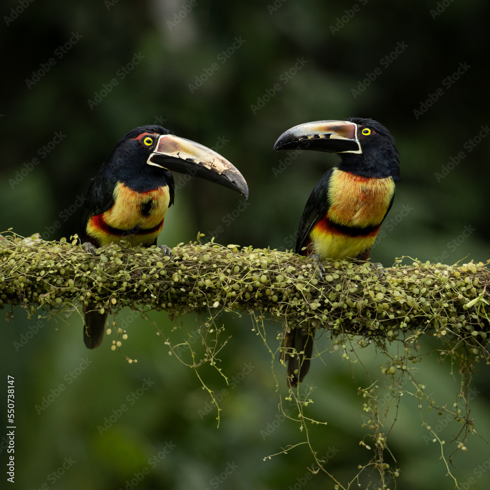 Obraz premium Costa Rica tucan Aracari. 