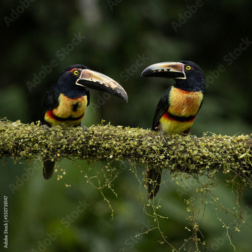 Costa Rica tucan Aracari. 